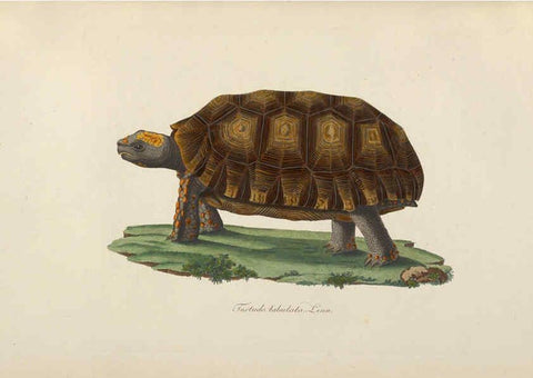 Reproducción/Reproduction 6011864463: Abbildungen zur Naturgeschichte Brasiliens Weimar :im Verlage des Grossherzogl. Sächs. priv. Landes-Industrie-Comptoirs,1822-1831