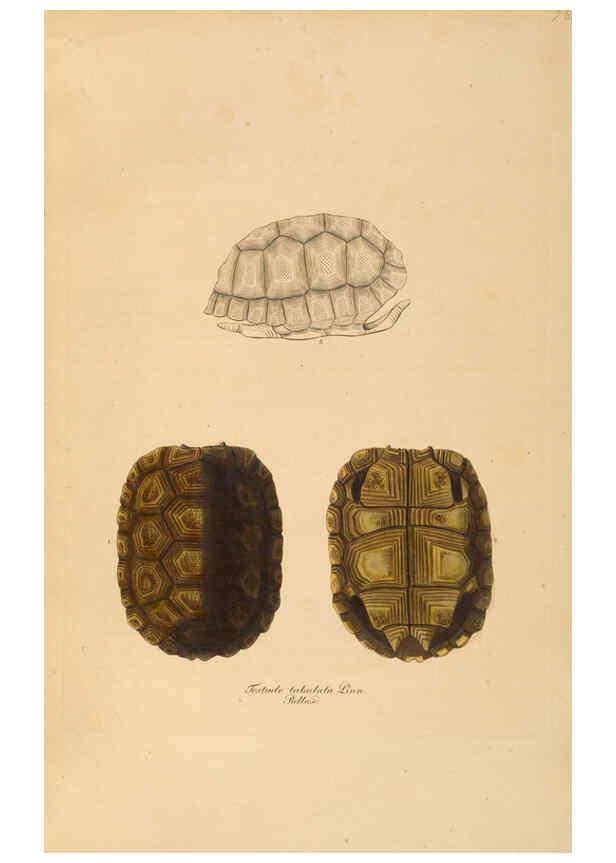 Reproducción/Reproduction 6011864741: Abbildungen zur Naturgeschichte Brasiliens Weimar :im Verlage des Grossherzogl. Sächs. priv. Landes-Industrie-Comptoirs,1822-1831