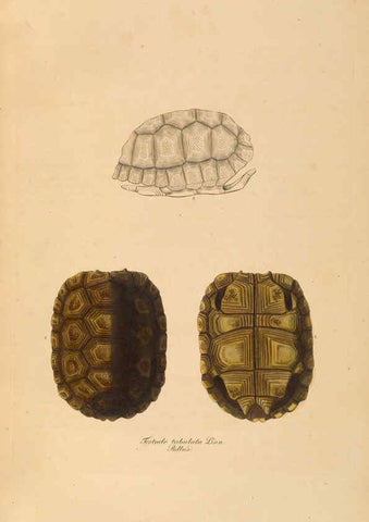 Reproducción/Reproduction 6011864741: Abbildungen zur Naturgeschichte Brasiliens Weimar :im Verlage des Grossherzogl. Sächs. priv. Landes-Industrie-Comptoirs,1822-1831