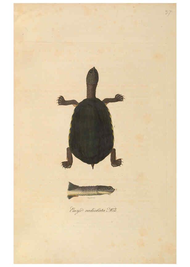 Reproducción/Reproduction 6012411988: Abbildungen zur Naturgeschichte Brasiliens Weimar :im Verlage des Grossherzogl. Sächs. priv. Landes-Industrie-Comptoirs,1822-1831
