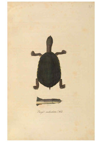Reproducción/Reproduction 6012411988: Abbildungen zur Naturgeschichte Brasiliens Weimar :im Verlage des Grossherzogl. Sächs. priv. Landes-Industrie-Comptoirs,1822-1831