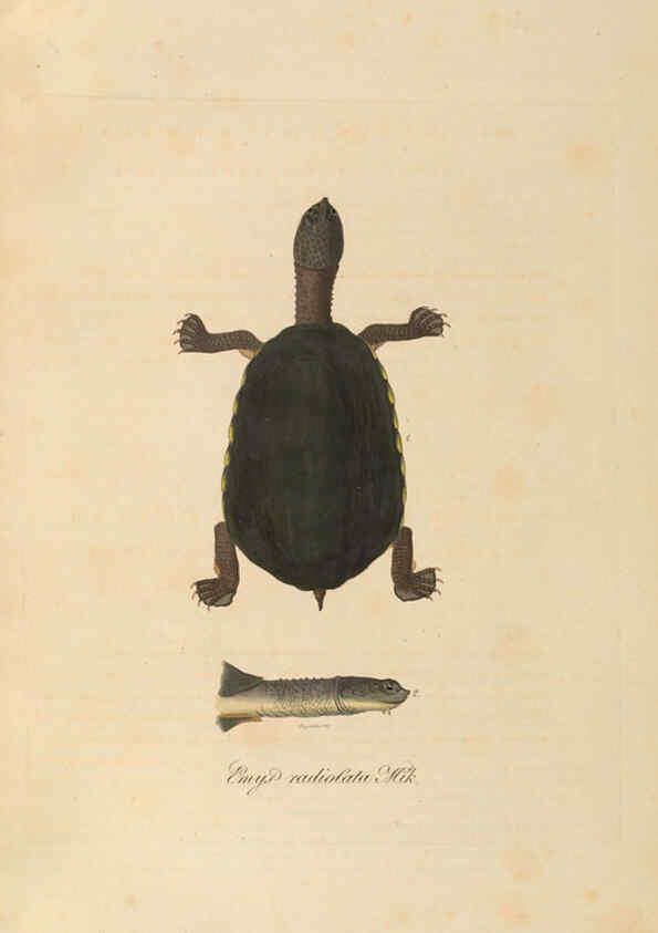 Reproducción/Reproduction 6012411988: Abbildungen zur Naturgeschichte Brasiliens Weimar :im Verlage des Grossherzogl. Sächs. priv. Landes-Industrie-Comptoirs,1822-1831