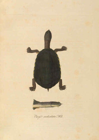 Reproducción/Reproduction 6012411988: Abbildungen zur Naturgeschichte Brasiliens Weimar :im Verlage des Grossherzogl. Sächs. priv. Landes-Industrie-Comptoirs,1822-1831