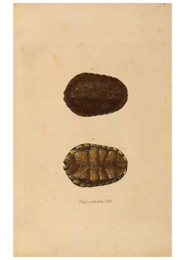Reproducción/Reproduction 6011865445: Abbildungen zur Naturgeschichte Brasiliens Weimar :im Verlage des Grossherzogl. Sächs. priv. Landes-Industrie-Comptoirs,1822-1831