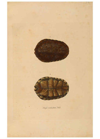 Reproducción/Reproduction 6011865445: Abbildungen zur Naturgeschichte Brasiliens Weimar :im Verlage des Grossherzogl. Sächs. priv. Landes-Industrie-Comptoirs,1822-1831