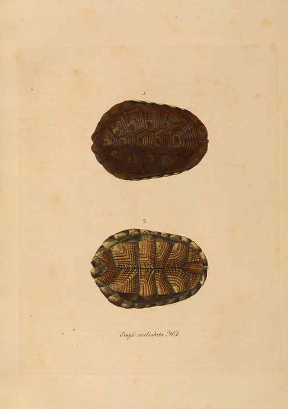 Reproducción/Reproduction 6011865445: Abbildungen zur Naturgeschichte Brasiliens Weimar :im Verlage des Grossherzogl. Sächs. priv. Landes-Industrie-Comptoirs,1822-1831