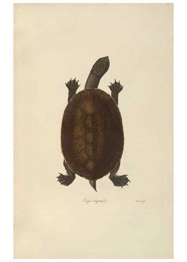 Reproducción/Reproduction 6011865763: Abbildungen zur Naturgeschichte Brasiliens Weimar :im Verlage des Grossherzogl. Sächs. priv. Landes-Industrie-Comptoirs,1822-1831