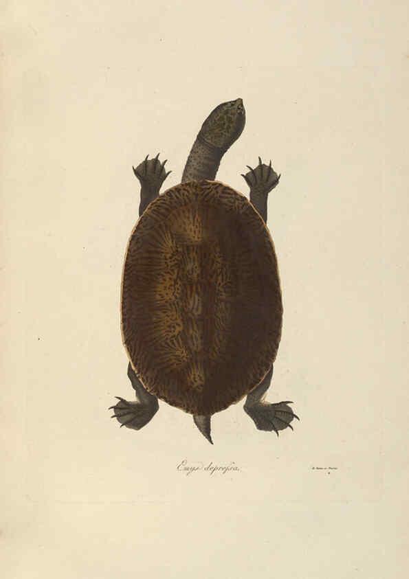 Reproducción/Reproduction 6011865763: Abbildungen zur Naturgeschichte Brasiliens Weimar :im Verlage des Grossherzogl. Sächs. priv. Landes-Industrie-Comptoirs,1822-1831