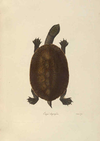 Reproducción/Reproduction 6011865763: Abbildungen zur Naturgeschichte Brasiliens Weimar :im Verlage des Grossherzogl. Sächs. priv. Landes-Industrie-Comptoirs,1822-1831