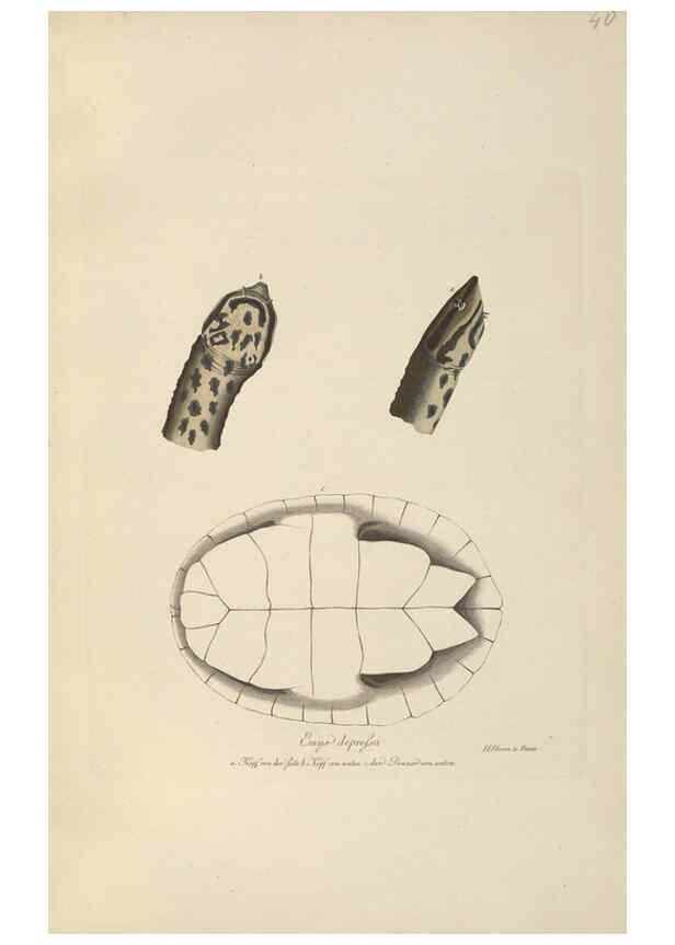 Reproducción/Reproduction 6011866089: Abbildungen zur Naturgeschichte Brasiliens Weimar :im Verlage des Grossherzogl. Sächs. priv. Landes-Industrie-Comptoirs,1822-1831