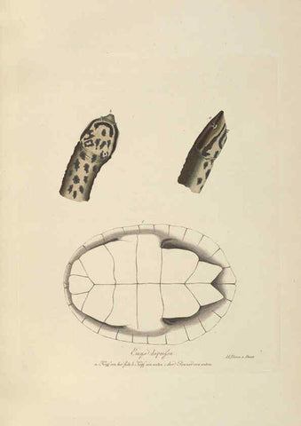 Reproducción/Reproduction 6011866089: Abbildungen zur Naturgeschichte Brasiliens Weimar :im Verlage des Grossherzogl. Sächs. priv. Landes-Industrie-Comptoirs,1822-1831