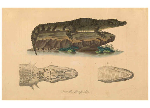 Reproducción/Reproduction 6011866459: Abbildungen zur Naturgeschichte Brasiliens Weimar :im Verlage des Grossherzogl. Sächs. priv. Landes-Industrie-Comptoirs,1822-1831