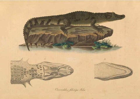 Reproducción/Reproduction 6011866459: Abbildungen zur Naturgeschichte Brasiliens Weimar :im Verlage des Grossherzogl. Sächs. priv. Landes-Industrie-Comptoirs,1822-1831