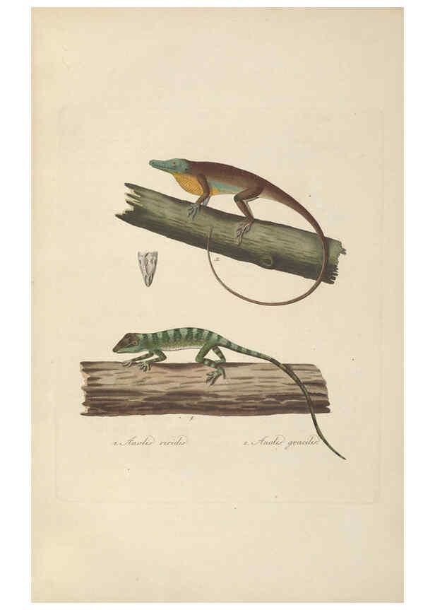 Reproducción/Reproduction 6011867035: Abbildungen zur Naturgeschichte Brasiliens Weimar :im Verlage des Grossherzogl. Sächs. priv. Landes-Industrie-Comptoirs,1822-1831