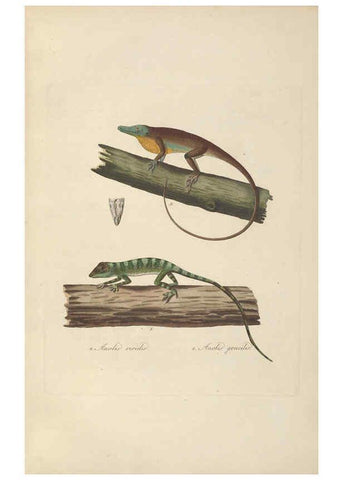 Reproducción/Reproduction 6011867035: Abbildungen zur Naturgeschichte Brasiliens Weimar :im Verlage des Grossherzogl. Sächs. priv. Landes-Industrie-Comptoirs,1822-1831