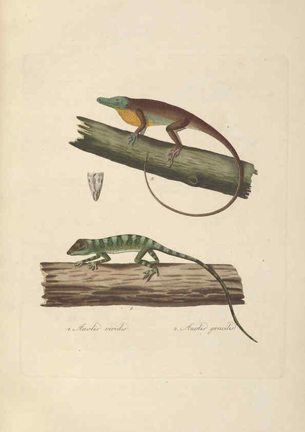 Reproducción/Reproduction 6011867035: Abbildungen zur Naturgeschichte Brasiliens Weimar :im Verlage des Grossherzogl. Sächs. priv. Landes-Industrie-Comptoirs,1822-1831