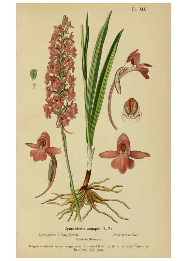 Reproducción/Reproduction 6012448654: Album des orchidées de l'Europe centrale et septentrionale Genève,Librairie Georg,1899