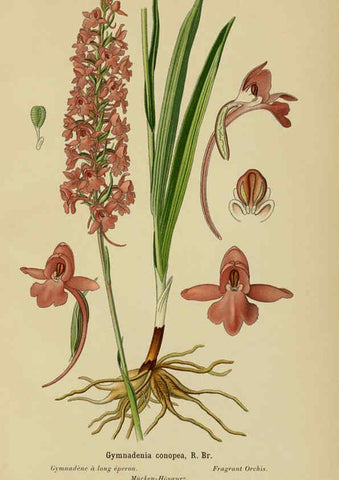 Reproducción/Reproduction 6012448654: Album des orchidées de l'Europe centrale et septentrionale Genève,Librairie Georg,1899