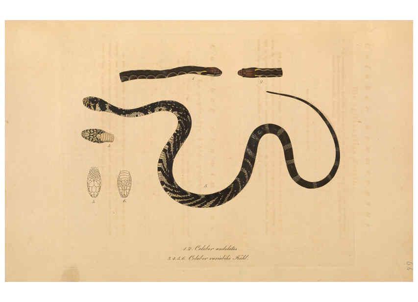 Reproducción/Reproduction 6012421382: Abbildungen zur Naturgeschichte Brasiliens Weimar :im Verlage des Grossherzogl. Sächs. priv. Landes-Industrie-Comptoirs,1822-1831
