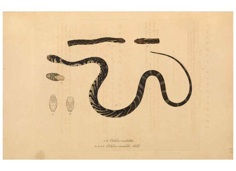 Reproducción/Reproduction 6012421382: Abbildungen zur Naturgeschichte Brasiliens Weimar :im Verlage des Grossherzogl. Sächs. priv. Landes-Industrie-Comptoirs,1822-1831