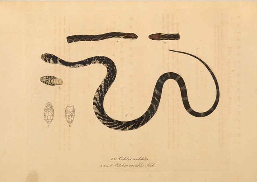 Reproducción/Reproduction 6012421382: Abbildungen zur Naturgeschichte Brasiliens Weimar :im Verlage des Grossherzogl. Sächs. priv. Landes-Industrie-Comptoirs,1822-1831