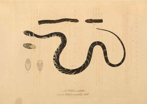 Reproducción/Reproduction 6012421382: Abbildungen zur Naturgeschichte Brasiliens Weimar :im Verlage des Grossherzogl. Sächs. priv. Landes-Industrie-Comptoirs,1822-1831