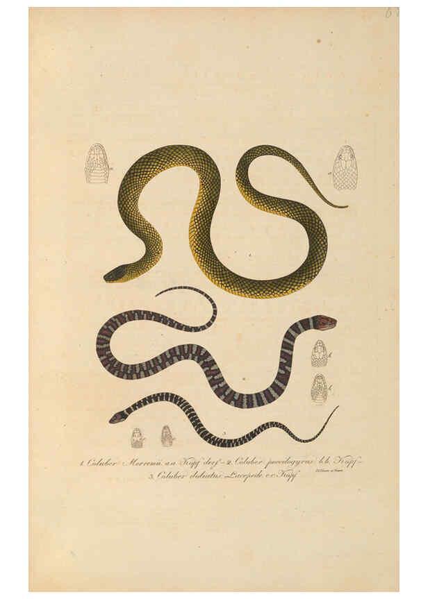 Reproducción/Reproduction 6012421858: Abbildungen zur Naturgeschichte Brasiliens Weimar :im Verlage des Grossherzogl. Sächs. priv. Landes-Industrie-Comptoirs,1822-1831