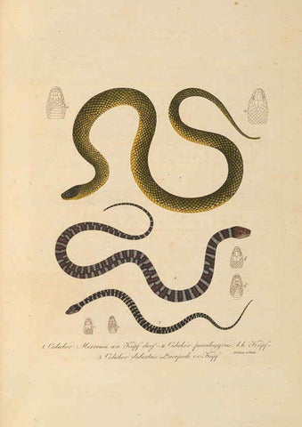 Reproducción/Reproduction 6012421858: Abbildungen zur Naturgeschichte Brasiliens Weimar :im Verlage des Grossherzogl. Sächs. priv. Landes-Industrie-Comptoirs,1822-1831