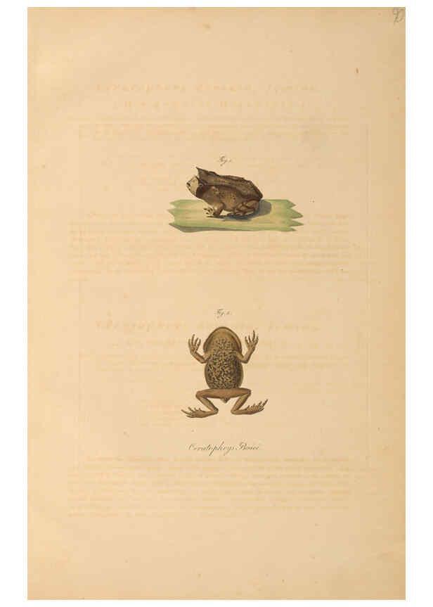 Reproducción/Reproduction 6012428286: Abbildungen zur Naturgeschichte Brasiliens Weimar :im Verlage des Grossherzogl. Sächs. priv. Landes-Industrie-Comptoirs,1822-1831