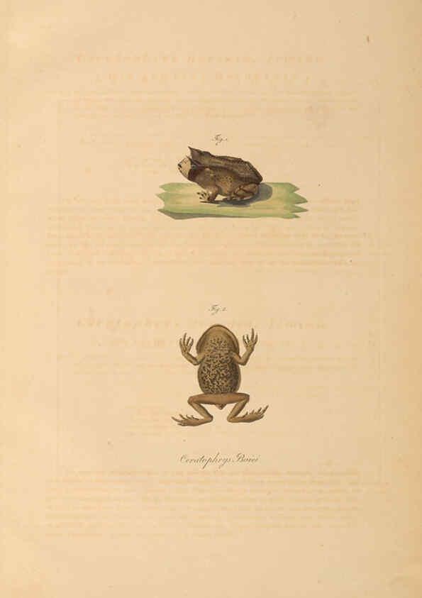 Reproducción/Reproduction 6012428286: Abbildungen zur Naturgeschichte Brasiliens Weimar :im Verlage des Grossherzogl. Sächs. priv. Landes-Industrie-Comptoirs,1822-1831