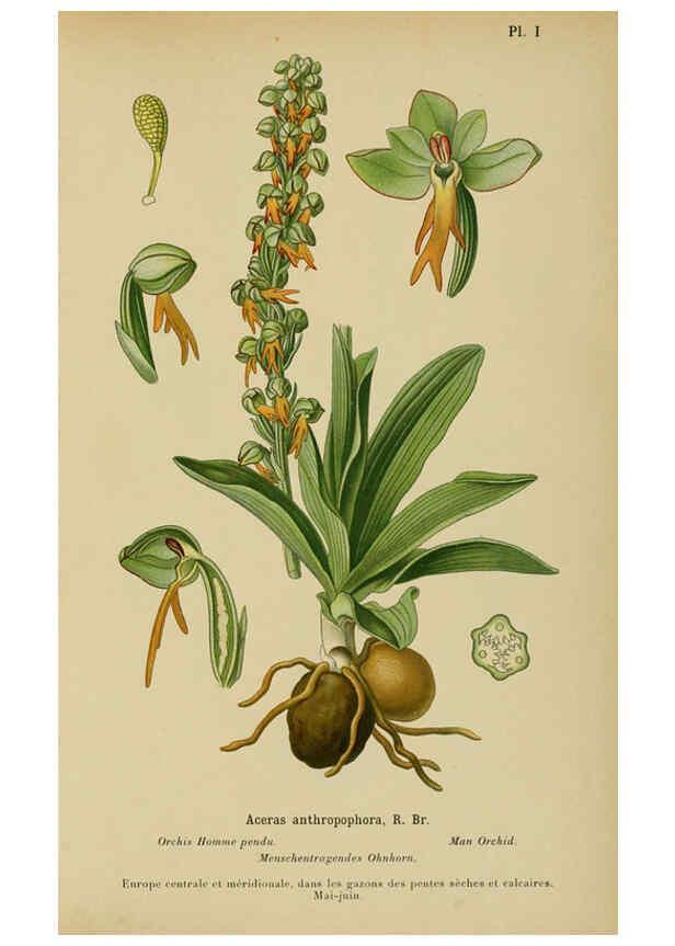 Reproducción/Reproduction 6011891873: Album des orchidées de l'Europe centrale et septentrionale Genève,Librairie Georg,1899