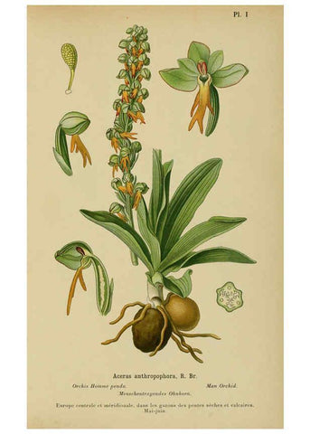 Reproducción/Reproduction 6011891873: Album des orchidées de l'Europe centrale et septentrionale Genève,Librairie Georg,1899