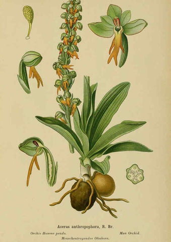 Reproducción/Reproduction 6011891873: Album des orchidées de l'Europe centrale et septentrionale Genève,Librairie Georg,1899