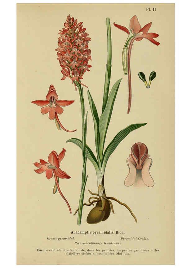 Reproducción/Reproduction 6012439630: Album des orchidées de l'Europe centrale et septentrionale Genève,Librairie Georg,1899