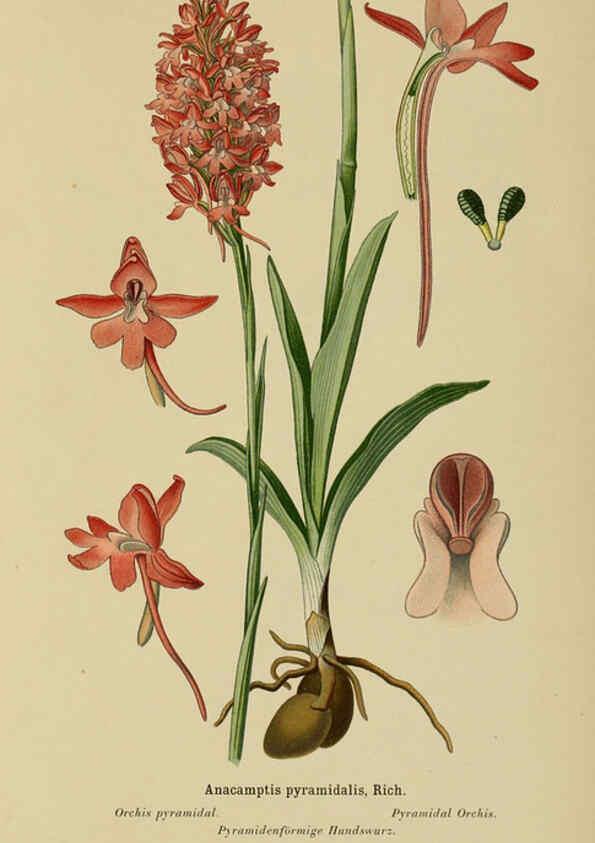 Reproducción/Reproduction 6012439630: Album des orchidées de l'Europe centrale et septentrionale Genève,Librairie Georg,1899
