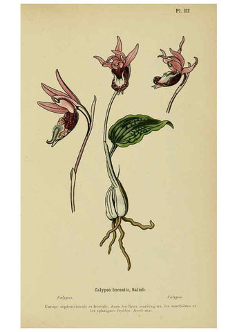 Reproducción/Reproduction 6012439916: Album des orchidées de l'Europe centrale et septentrionale Genève,Librairie Georg,1899