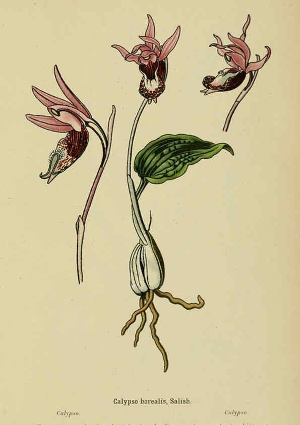 Reproducción/Reproduction 6012439916: Album des orchidées de l'Europe centrale et septentrionale Genève,Librairie Georg,1899