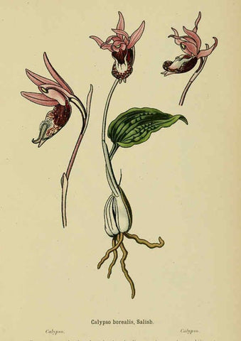 Reproducción/Reproduction 6012439916: Album des orchidées de l'Europe centrale et septentrionale Genève,Librairie Georg,1899