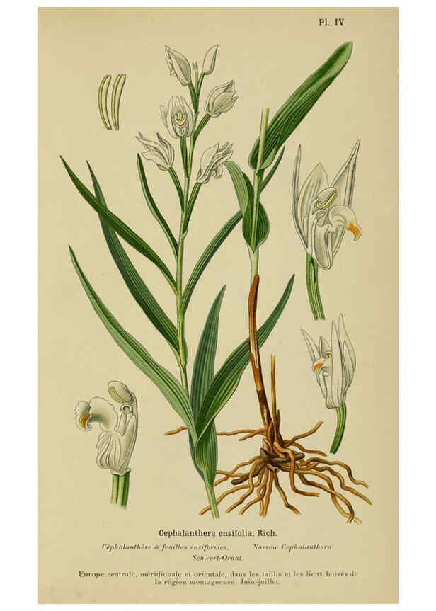 Reproducción/Reproduction 6012440134: Album des orchidées de l'Europe centrale et septentrionale Genève,Librairie Georg,1899