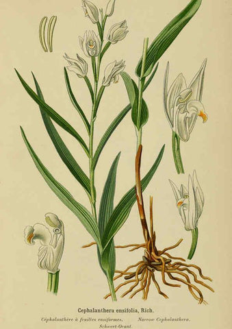 Reproducción/Reproduction 6012440134: Album des orchidées de l'Europe centrale et septentrionale Genève,Librairie Georg,1899
