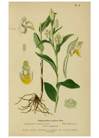 Reproducción/Reproduction 6011892831: Album des orchidées de l'Europe centrale et septentrionale Genève,Librairie Georg,1899