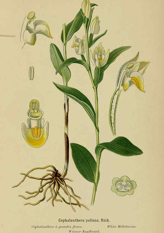 Reproducción/Reproduction 6011892831: Album des orchidées de l'Europe centrale et septentrionale Genève,Librairie Georg,1899