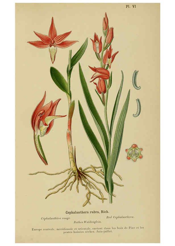 Reproducción/Reproduction 6011893071: Album des orchidées de l'Europe centrale et septentrionale Genève,Librairie Georg,1899