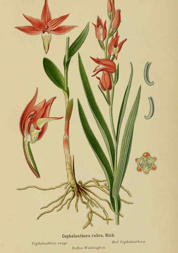 Reproducción/Reproduction 6011893071: Album des orchidées de l'Europe centrale et septentrionale Genève,Librairie Georg,1899