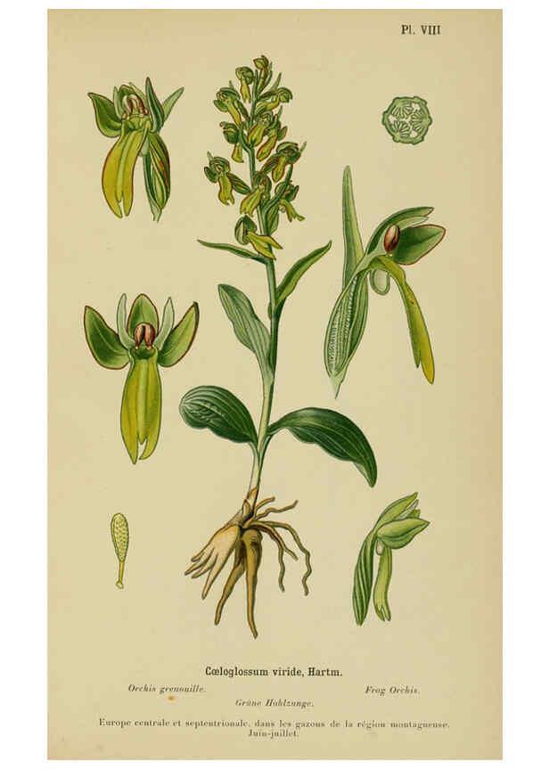 Reproducción/Reproduction 6012441246: Album des orchidées de l'Europe centrale et septentrionale Genève,Librairie Georg,1899