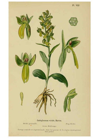Reproducción/Reproduction 6012441246: Album des orchidées de l'Europe centrale et septentrionale Genève,Librairie Georg,1899