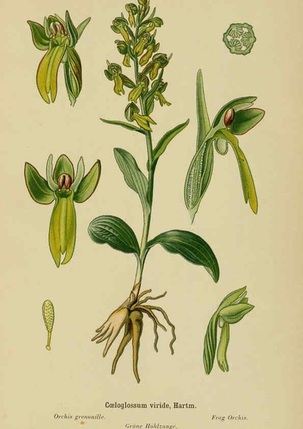 Reproducción/Reproduction 6012441246: Album des orchidées de l'Europe centrale et septentrionale Genève,Librairie Georg,1899