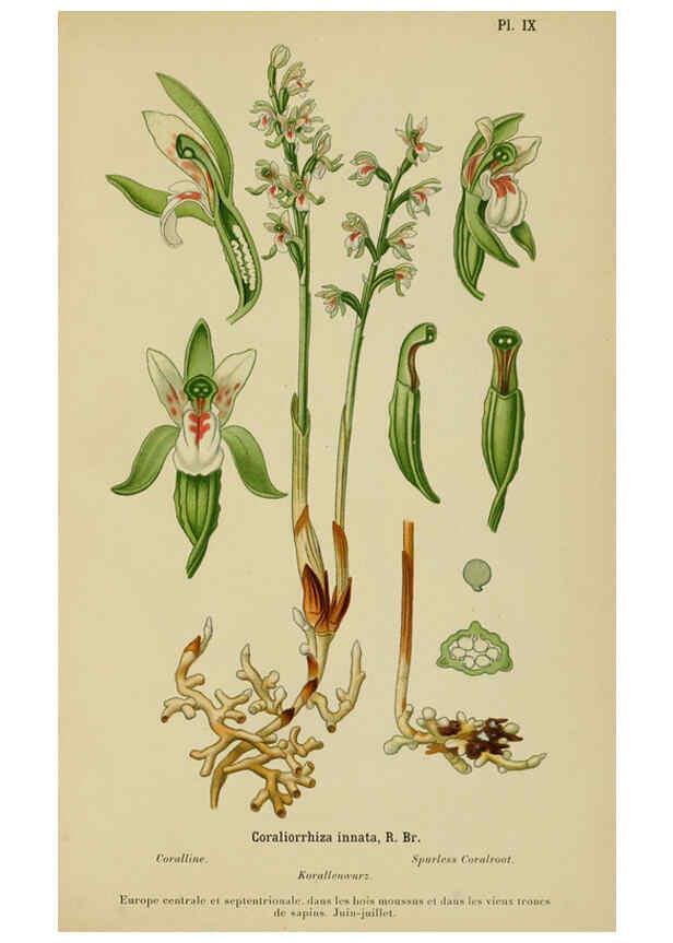 Reproducción/Reproduction 6012441558: Album des orchidées de l'Europe centrale et septentrionale Genève,Librairie Georg,1899