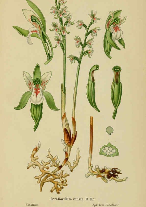 Reproducción/Reproduction 6012441558: Album des orchidées de l'Europe centrale et septentrionale Genève,Librairie Georg,1899
