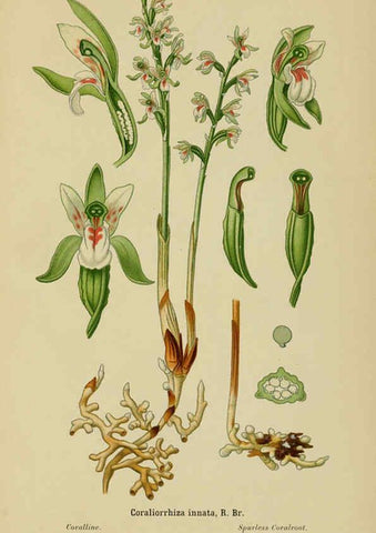 Reproducción/Reproduction 6012441558: Album des orchidées de l'Europe centrale et septentrionale Genève,Librairie Georg,1899